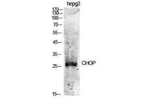 Western Blot (WB) analysis of specific cells using CHOP Polyclonal Antibody.