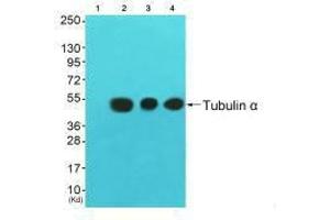 Western blot analysis of extracts from 3T3 cells (Lane 2), colo cells (Lane 3) and HuvEc cells (Lane 4), using Tubulin α antiobdy. (TUBA1A Antikörper  (C-Term))