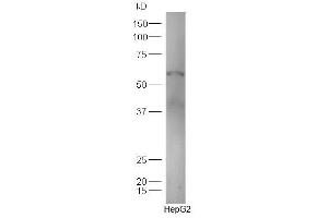 Human HepG2 lysates probed with Anti-TXA2R Polyclonal Antibody, Unconjugated  at 1:300 in 4˚C. (TBXA2R Antikörper  (AA 51-150))