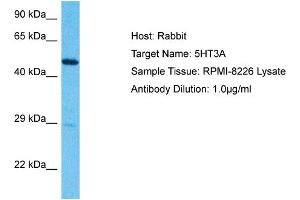 Host:  Rabbit  Target Name:  5HT3A  Sample Type:  RPMI-8226 lysates  Antibody Dilution:  1. (Serotonin Receptor 3A Antikörper  (N-Term))