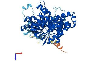 TUBB3 Protein (AA 1-450) (His tag)