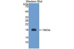 Western Blotting (WB) image for anti-Agouti Related Protein Homolog (Mouse) (AGRP) antibody (Biotin) (ABIN1174464) (AGRP Antikörper  (Biotin))