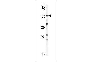 Western blot analysis of FKBP9 antibody (N-term) (ABIN391580 and ABIN2841514) in mouse kidney tissue lysates (35 μg/lane). (FKBP9 Antikörper  (N-Term))