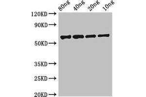 Western Blot Positive WB detected in Recombinant protein All lanes: FSIP2 antibody at 0. (FSIP2 Antikörper  (AA 5530-5824))