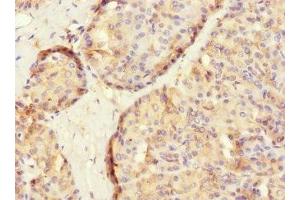 Immunohistochemistry of paraffin-embedded human pancreatic tissue using ABIN7166579 at dilution of 1:100 (SLC2A13 Antikörper  (AA 564-648))