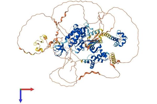 TNK2 Protein (AA 1-1055) (His tag)
