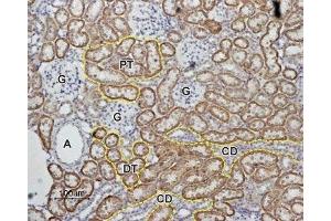 Expression of Angiotensin-(1-7) Mas Receptor in rat kidneyImmunohistochemical staining of rat kidney paraffin embedded sections using Anti-Angiotensin-(1-7) Mas Receptor Antibody (ABIN7042920, ABIN7043904 and ABIN7043905), (1:100). (Angiotensin (1-7) Mas Receptor Peptid)