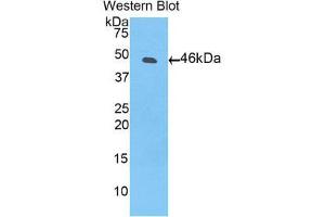 Western Blotting (WB) image for anti-Plasminogen (PLG) (AA 79-466) antibody (ABIN1860259) (PLG Antikörper  (AA 79-466))