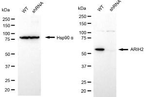 Western blotting analysis using ARIH2 antibody (ABIN7799974).