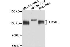 Western blot analysis of extract of various cells, using PIWIL1 antibody. (PIWIL1 Antikörper)