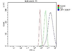 Flow Cytometry analysis of U87 cells using anti-Neuropilin 1 antibody (ABIN7601921). (Neuropilin 1 Antikörper  (AA 504-827))