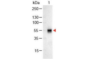 Image no. 1 for Goat anti-Rabbit IgG (Whole Molecule) antibody (Alkaline Phosphatase (AP)) (ABIN300847) (Ziege anti-Kaninchen IgG (Whole Molecule) Antikörper (Alkaline Phosphatase (AP)))