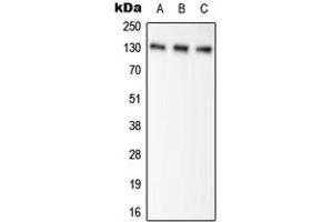 Western blot analysis of Pyruvate Carboxylase expression in HEK293T (A), NIH3T3 (B), H9C2 (C) whole cell lysates.