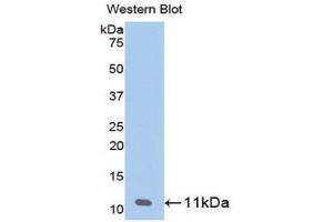 Western Blotting (WB) image for anti-Pro-Platelet Basic Protein (Chemokine (C-X-C Motif) Ligand 7) (PPBP) (AA 59-128) antibody (ABIN3201384) (CXCL7 Antikörper  (AA 59-128))