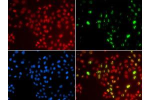 Immunofluorescence analysis of GFP-RNF168 transgenic U2OS cells using POLH antibody. (POLH Antikörper  (AA 20-320))