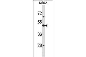 Western blot analysis in K562 cell line lysates (35ug/lane). (CD1d Antikörper  (AA 177-206))