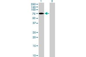Western Blot analysis of ZNF189 expression in transfected 293T cell line by ZNF189 MaxPab polyclonal antibody. (ZNF189 Antikörper  (AA 1-584))