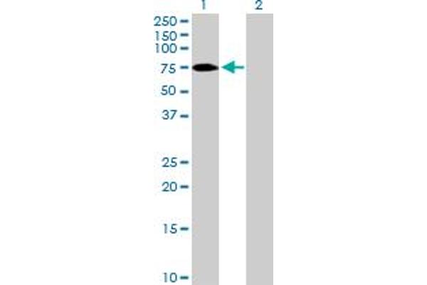 ZNF189 anticorps  (AA 1-584)