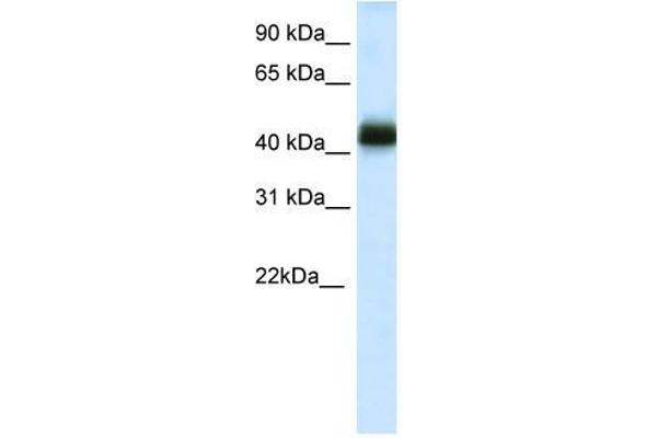 NK2 Homeobox 4 Antikörper  (C-Term)