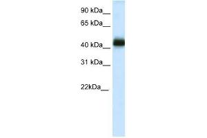NKX2-4 antibody used at 0.