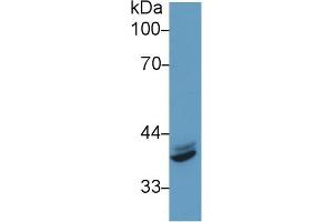 Western blot analysis of Human HeLa cell lysate, using Mouse IRF1 Antibody (1 µg/ml) and HRP-conjugated Goat Anti-Rabbit antibody ( (IRF1 Antikörper  (AA 44-319))