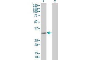 Western Blot analysis of MRPS35 expression in transfected 293T cell line by MRPS35 MaxPab polyclonal antibody.