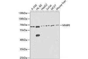 Western blot analysis of extracts of various cell lines using MMP8 Polyclonal Antibody at dilution of 1:1000. (MMP8 Antikörper)