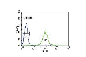 Flow cytometric analysis of HL-60 cells (right histogram) compared to a negative control cell (left histogram). (IRF8 Antikörper  (C-Term))
