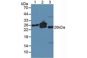 Figure. (MYL4 Antikörper  (AA 6-191))