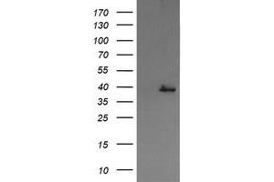 Image no. 1 for anti-Mitogen-Activated Protein Kinase Kinase 3 (MAP2K3) antibody (ABIN1499416) (MAP2K3 Antikörper)