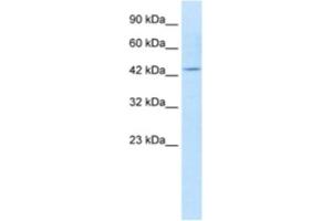 Western Blotting (WB) image for anti-Potassium Voltage-Gated Channel, KQT-Like Subfamily, Member 1 (KCNQ1) antibody (ABIN2461165)