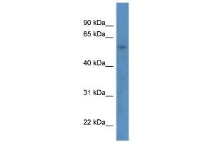 WB Suggested Anti-ZNF692 Antibody Titration:  0. (ZNF692 Antikörper  (N-Term))