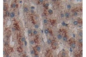 Immunohistochemistry (IHC) image for anti-Lectin, Galactoside-Binding, Soluble, 13 (LGALS13) (AA 1-139) antibody (ABIN7433642)