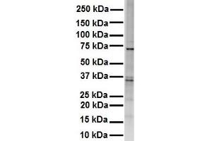 WB Suggested Anti-RHOT1 antibody Titration: 1 ug/mL Sample Type: HEK293 (RHOT1 Antikörper  (Middle Region))