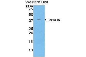 Western Blotting (WB) image for anti-Annexin A5 (ANXA5) (AA 1-321) antibody (ABIN1077798) (Annexin V Antikörper  (AA 1-321))