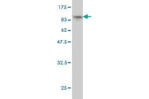 Western Blot detection against Immunogen (95. (RPAP3 Antikörper  (AA 1-631))