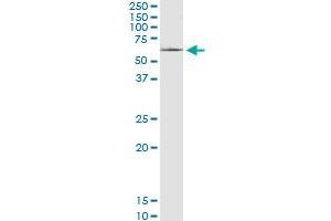 SLC22A8 MaxPab polyclonal antibody. (SLC22A8 Antikörper  (AA 1-542))