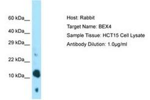 Image no. 1 for anti-Brain Expressed, X-Linked 4 (BEX4) (AA 28-77) antibody (ABIN6750042) (BEX4 Antikörper  (AA 28-77))