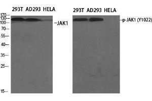 Western Blot (WB) analysis of specific cells using Phospho-JAK1 (Y1022) Polyclonal Antibody. (JAK1 Antikörper  (pTyr1022))