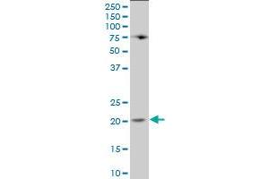 Lipocalin 1 Antikörper  (AA 24-120)