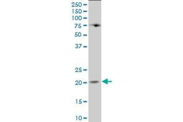 Lipocalin 1 Antikörper  (AA 24-120)