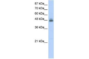 RBMS1 antibody used at 2. (RBMS1 Antikörper  (C-Term))