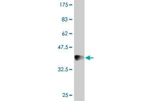 Western Blot detection against Immunogen (37 KDa) . (IDO1 Antikörper  (AA 304-403))
