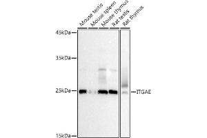 Western Blotting (WB) image for anti-Integrin, alpha E (Antigen CD103, Human Mucosal Lymphocyte Antigen 1, alpha Polypeptide) (ITGAE) (AA 19-200) antibody (ABIN6142574)