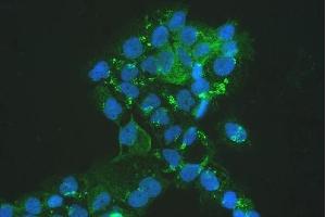 IF analysis of MVP using anti-MVP antibody (ABIN5692897). (MVP Antikörper  (AA 2-259))