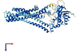 ABCD4 Protein (AA 1-606) (His tag)