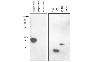 Western blot analysis: The recombinant human synuclein family (alpha-, beta- and gamma-) and alpha-synuclein domains (1-60, 1-95, 61-140 and 96-140) proteins were resolved by SDS-PAGE, transferred to PVDF membrane and probed with anti-alpha-Synuclein (61-95 aa) antibody (1:1,000). (SNCA Antikörper)