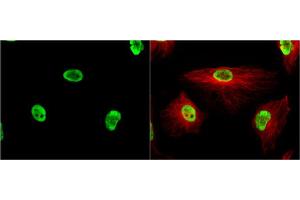 ICC/IF Image KAP1 antibody [N3C2], Internal detects KAP1 protein at nucleus by immunofluorescent analysis.