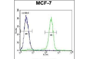 Flow cytometric analysis of MCF-7 cells (right histogram) compared to a negative control cell (left histogram). (OTOP3 Antikörper  (C-Term))