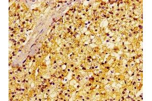 Immunohistochemistry of paraffin-embedded human adrenal gland tissue using ABIN7167390 at dilution of 1:100 (rala Antikörper  (AA 1-203))